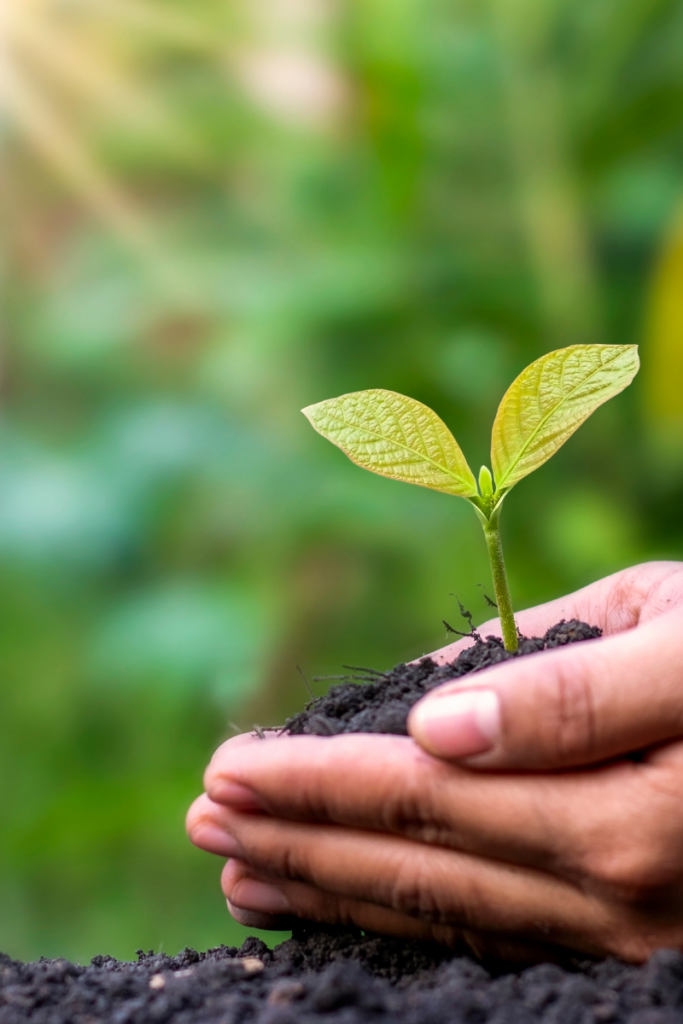 Ecologia no Brasil: preservando as riquezas naturais