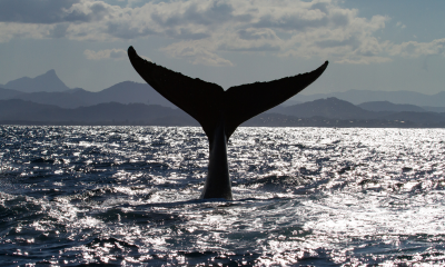 cauda de baleia no oceano