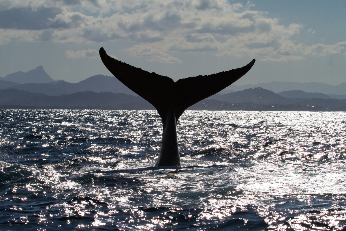 cauda de baleia no oceano