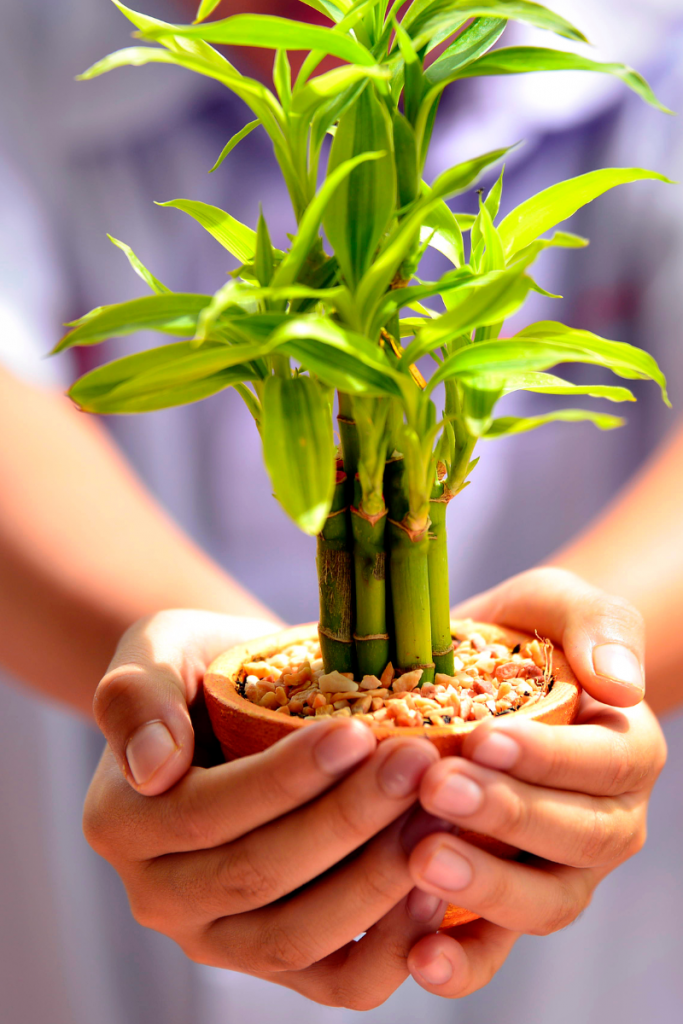 O que todos podem fazer para preservar a ecologia do Brasil